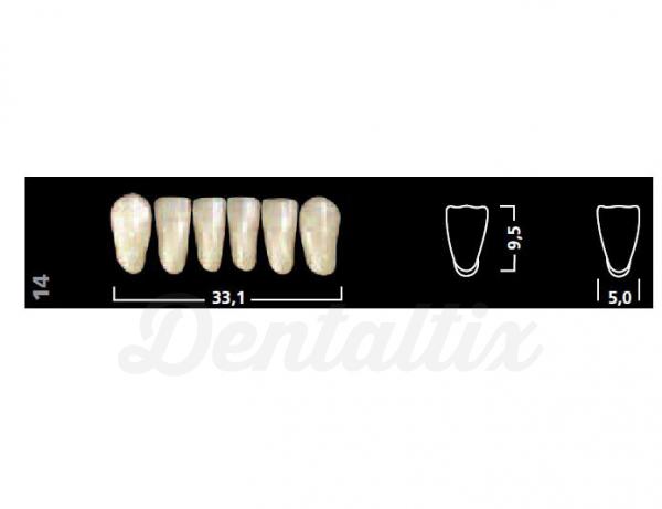 IVOSTAR A-D ant inf 13 A2 Img: 201807031