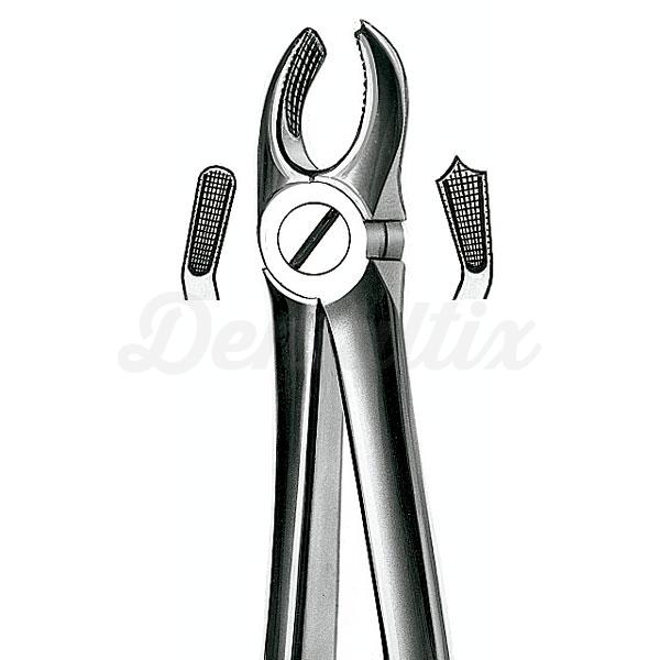 17 FORCEPS MOLAR SUP. DERECHO Img: 201807031