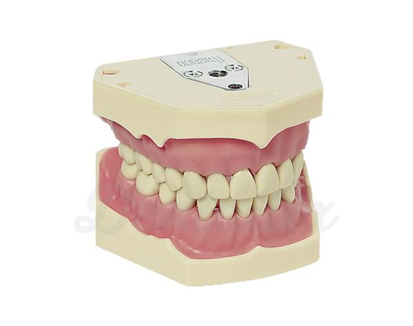 AG-3: Tipodonto modelo adulto - 28 dientes Img: 202009261
