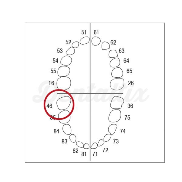 AK-6 ZE nº 46 Dientes caducos y molares para modelo AK-6 Img: 202208131