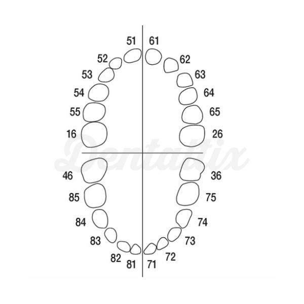 AK-6 Z Juego de 20 dientes caducos + 4 molares permanentes Img: 202208131