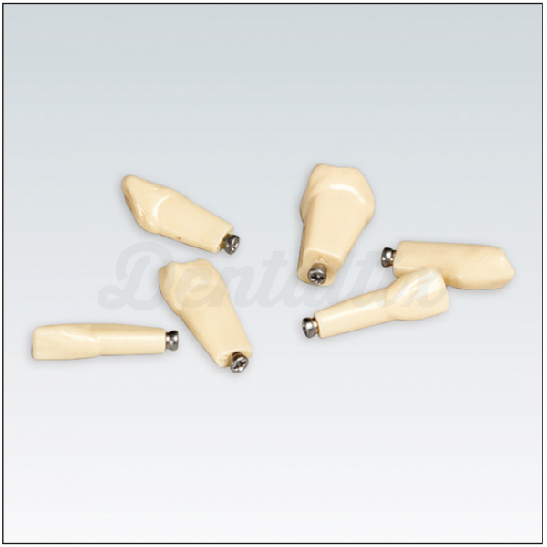 Diente Nº26 para Tipodonto ANKA4ZE010 (100 uds) Img: 202606271