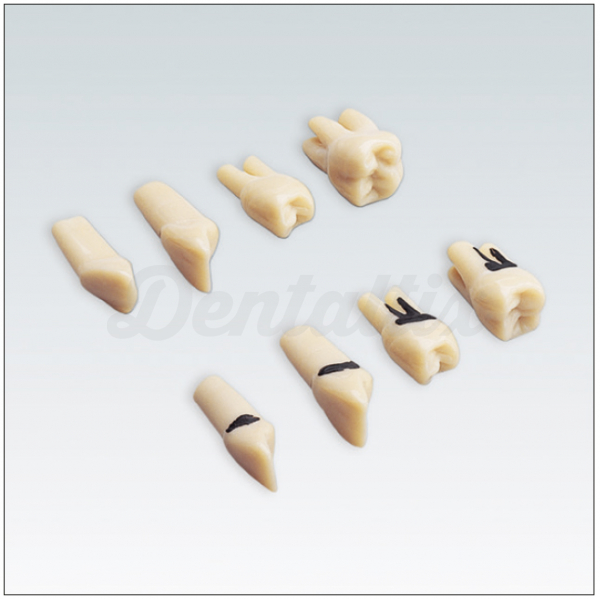 Juego de Dientes sin Sarro para Tipodonto Img: 202606271