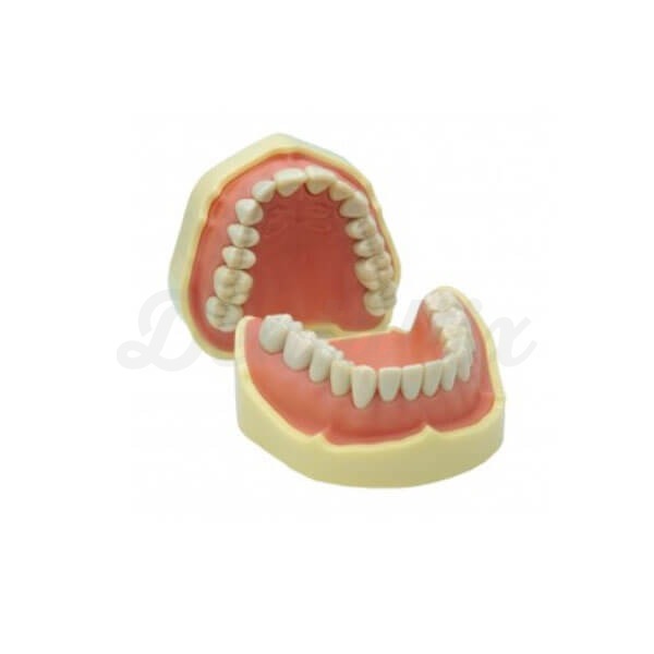 Modelo de Mandíbula para Estudio Dental Img: 202305201