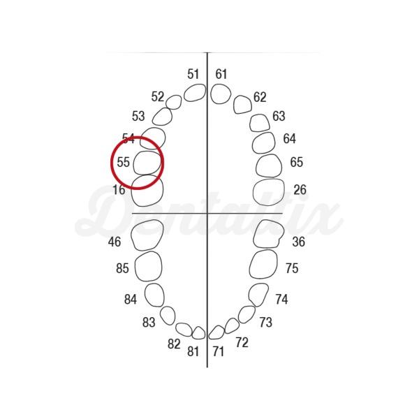 AK62ZE nº 55 Dientes caducos y molares para modelo AK-6/2 Img: 202208201
