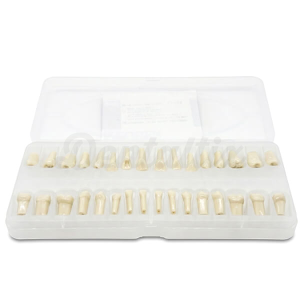 Dientes para Tipodonto Tipo Frassaco Adulto 32pcs Img: 202602071