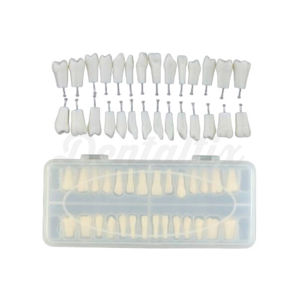 Dientes para Tipodonto Tipo Frassaco Infantil 28pcs Img: 202509061
