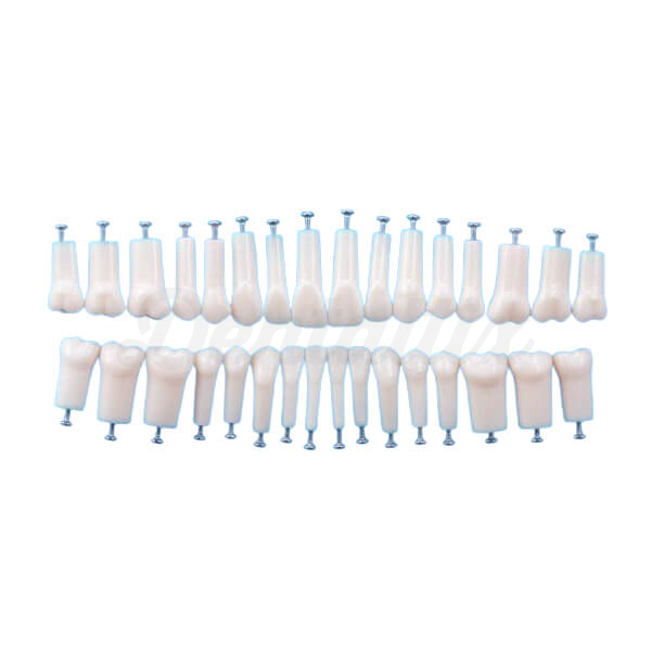 Dientes para Tipodonto Tipo Nissin Adulto 32pcs Img: 202509061