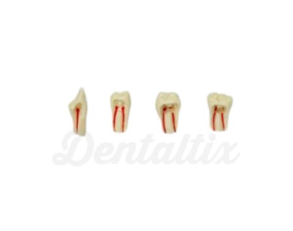 Dientes para Endodoncia de Tipodondo AG-3 - Nro 21 Img: 202008011