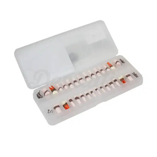 Reposición de Dientes para Tipodonto de Periodoncia Img: 202605091
