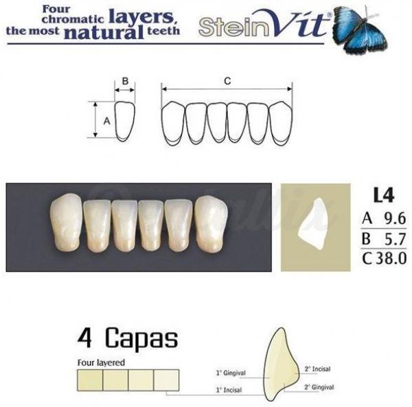 dientes steinvit L4 LO