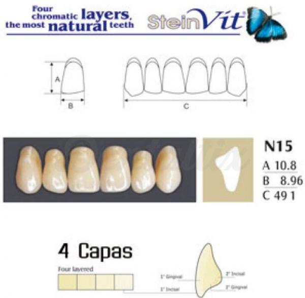 dientes steinvit n15 up