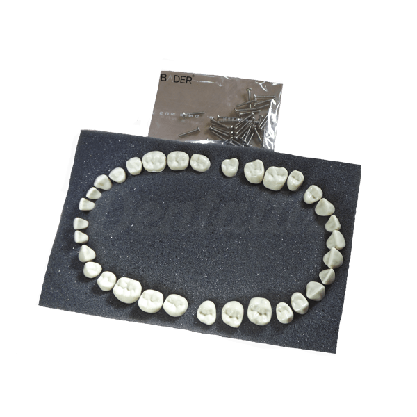 DIENTES REPOSICIÓN TIPODONTO