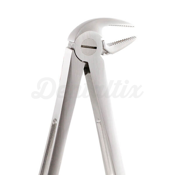 Gatorex: Fórceps Dentales - GX33A Img: 202603211