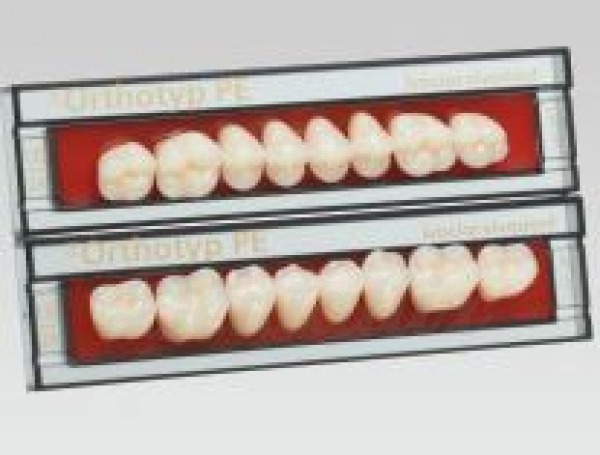 Dientes PREMIUM posteriores superiores XSL - C1 Img: 202505171