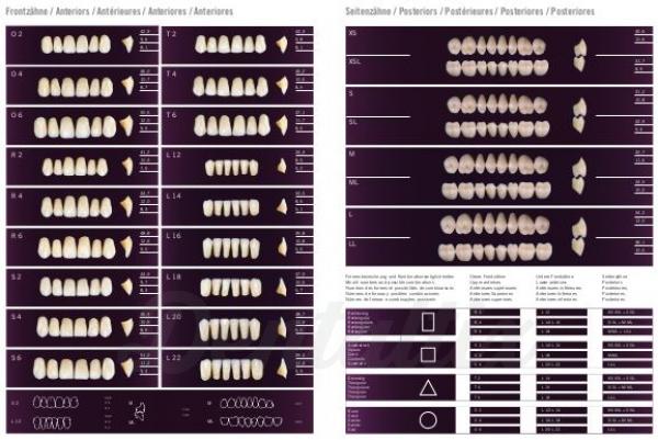 Hostal Escalofriante Hombre Dientes PHONARES mueble organizador IVOCLAR VIVADENT - Dentaltix