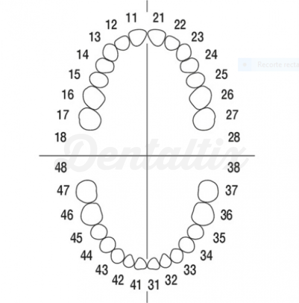 AG-3 ZE: Juego de Dientes para Tipodonto AG-3 - 10 dientes Nro 11 Img: 202008011