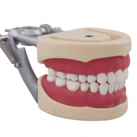 Tipodonto Compatible Columbia 860 y Nissin® Adulto Img: 202302041 Tipodonto Compatible Columbia 860 y Nissin® Adulto Img: 201905251