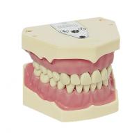AG-3: Tipodonto modelo adulto - 28 dientes Img: 202009261
