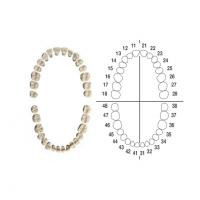 AG-3 Z: Juego de Dientes para Tipodonto AG-3 - 28 dientes Img: 202009261
