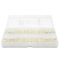 Dientes para Tipodonto Tipo Frassaco Adulto 32pcs Img: 202602071