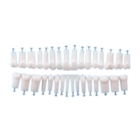 Dientes para Tipodonto Tipo Nissin Adulto 32pcs Img: 202509061 Dientes para Tipodonto Tipo Nissin Adulto 32pcs Img: 202509061