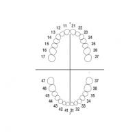 ANA-4: Dientes de repuesto para Tipodonto ANA-4 V - Juego completo (28 dientes) Img: 202110091 ANA-4: Dientes de repuesto para Tipodonto ANA-4 V - Juego completo (28 dientes) Img: 202008011