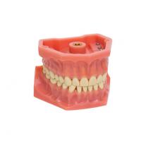 Tipodonto Adulto A3: Modelo de Mandíbula (32 dientes) Img: 202008011