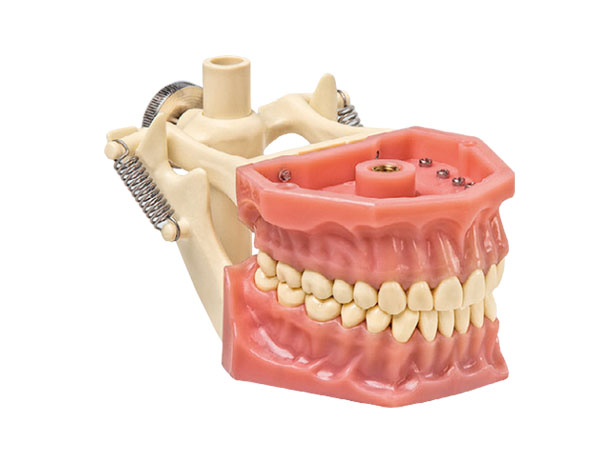 Tipodonto Adulto A3: Mandíbula con Articulador (32 dientes) Img: 202009261