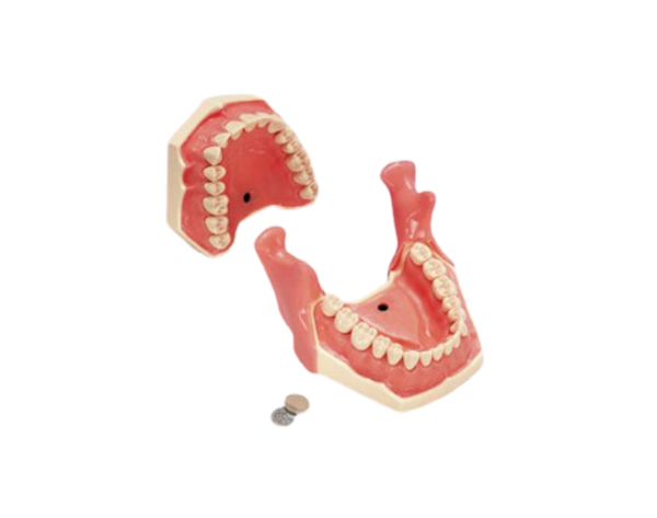 AG-3 IB: Tipodonto para prácticas de anestesia local Img: 202009261