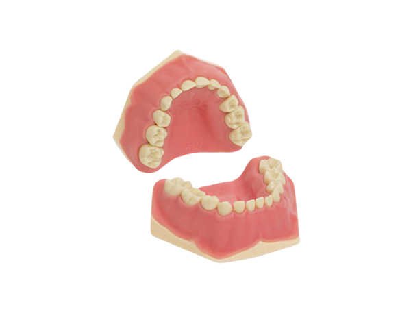 AK-6/2: Modelo de dentadura mixta infantil Img: 202008011