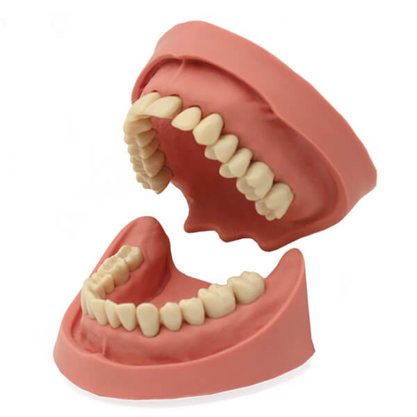 Tipodonto Clónico de 28 Dientes Img: 202503151