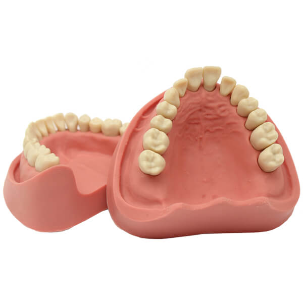 Tipodonto Clónico de 28 Dientes Img: 202503151