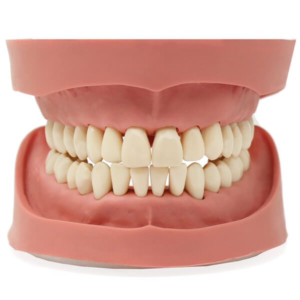 Tipodonto Clónico de 28 Dientes Img: 202503151