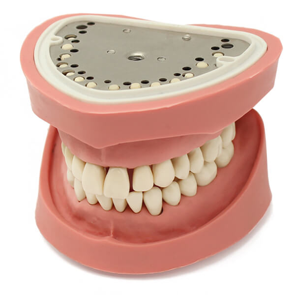 Tipodonto Clónico de 28 Dientes Img: 202503151