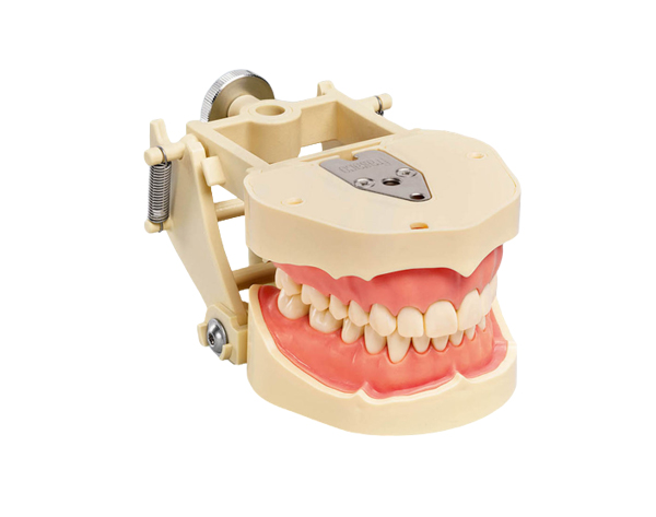ANA-4: Tipodonto Adulto con Articulador Ajustable - ANA-4 DAV Img: 202009261
