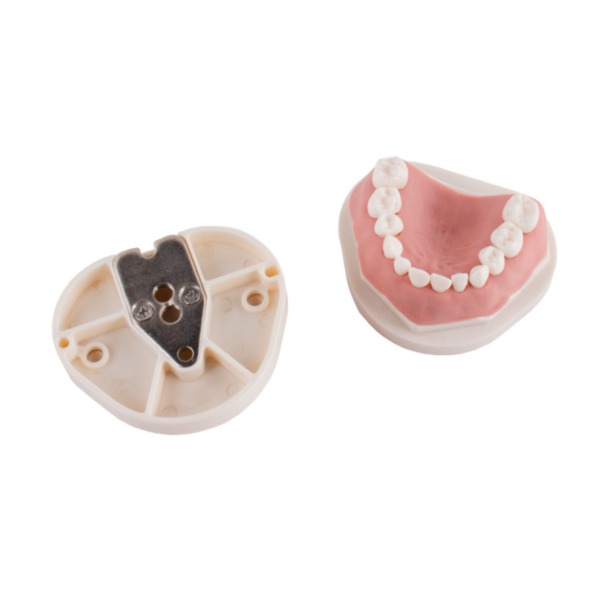 Tipodonto infantil tipo AK6 - Bader2