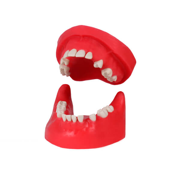 Tipodonto Quirúrgico de Prácticas Sin Articulador-Sin articulador Img: 202311251