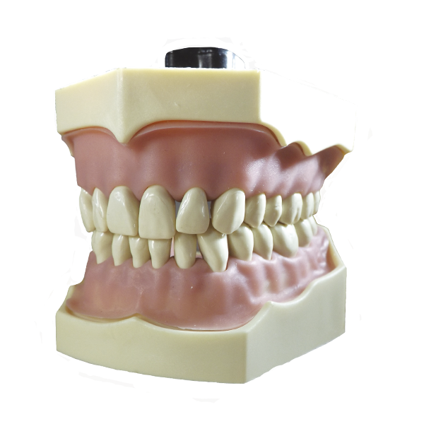 TIPODONTO Img: 201807031