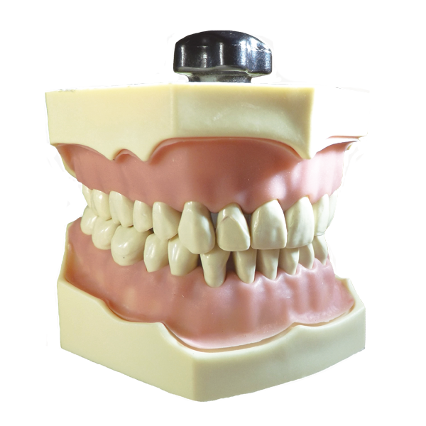 TIPODONTO Img: 201807031