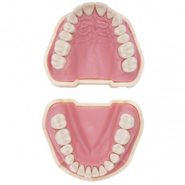 tipodonto-tipo-frasaco-ana4-2