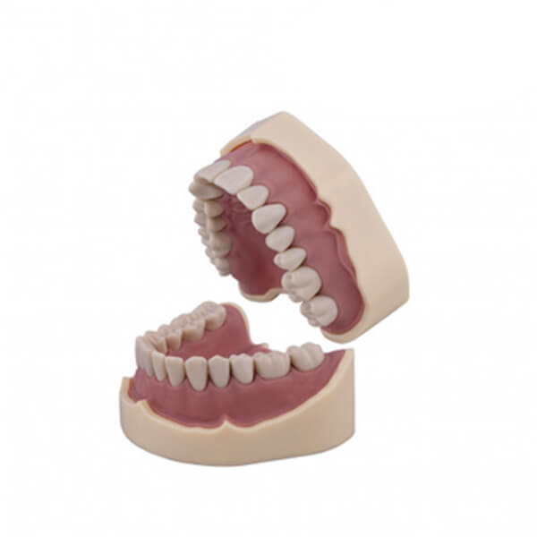 tipodonto-tipo-frasaco-ana4-4