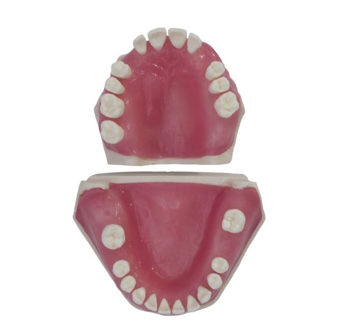 TIPODONTO DE CIRUGÍA Img: 201807031