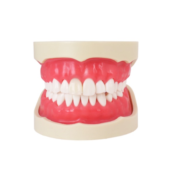 Tipodonto Endo Img: 202207091