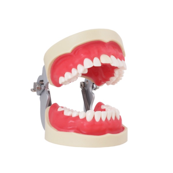 Tipodonto Endo Img: 202207091