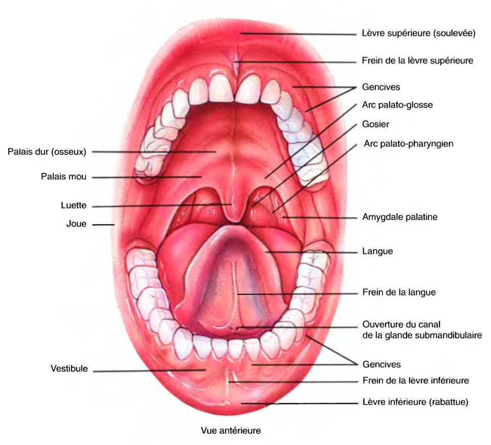 Qu'est-ce que le cancer de la cavité buccale ? - Distributeur de ...