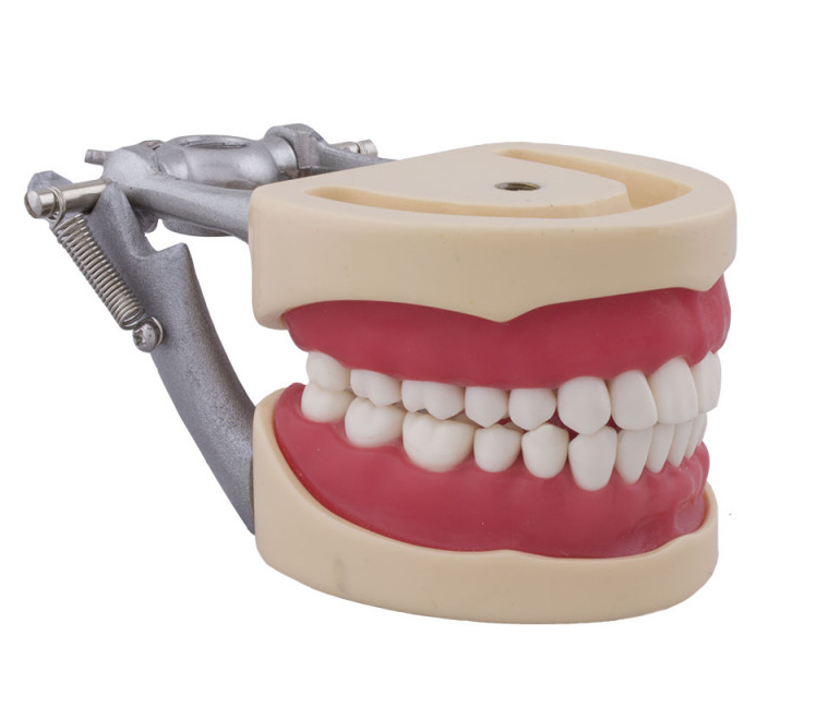 Lot De 32 Dents Pour Typodont Columbia 860 - Modèles Dentaires D'entraînement