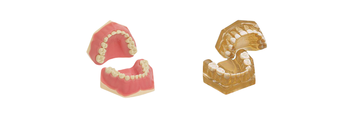 Modèles de Dentisterie Pédriatique Frasaco
