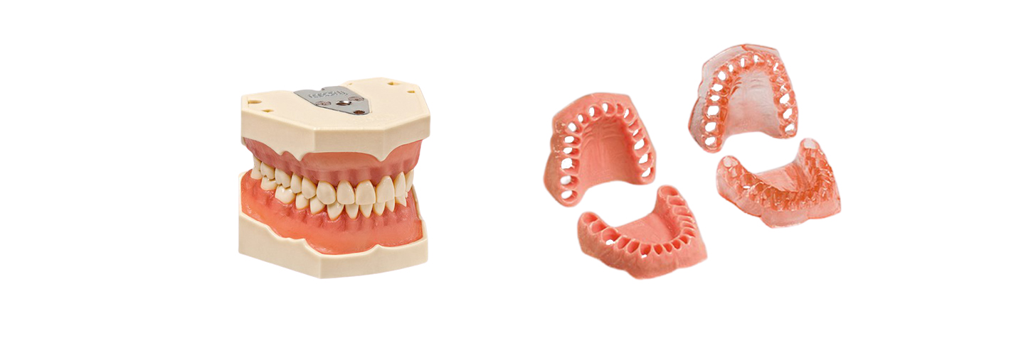 Modèles d'Hygiène Dentaire et Parodontale de Frasaco