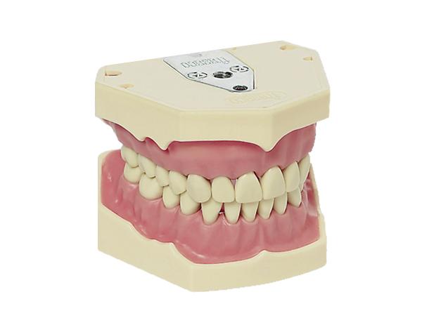 AG-3 : Typodont modèle adulte - 28 dents Img: 202201081